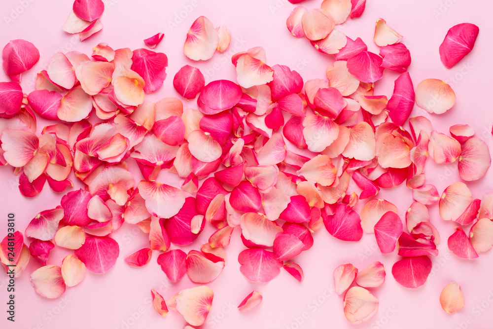 Valentine's Day. Rose flowers petals on white background. Valentines day background. Flat lay, top view, copy space.