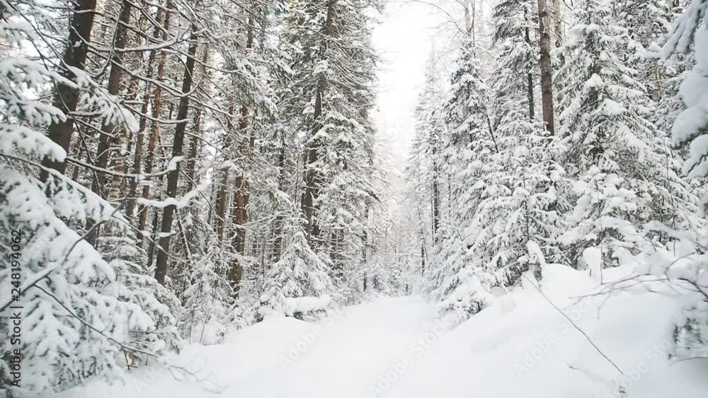 Snowy road in forest, camera moving forwards. Snow falling fir trees branches. Winter forest scene - sun light through pine trees, snowfall. Winter landscape with high spruces Snowy road in forest, camera moving forwards. Snow falling fir trees branches. Winter forest scene - sun light through pine trees, snowfall. Winter landscape with high spruces