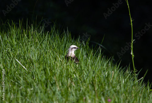 White bird on the grass