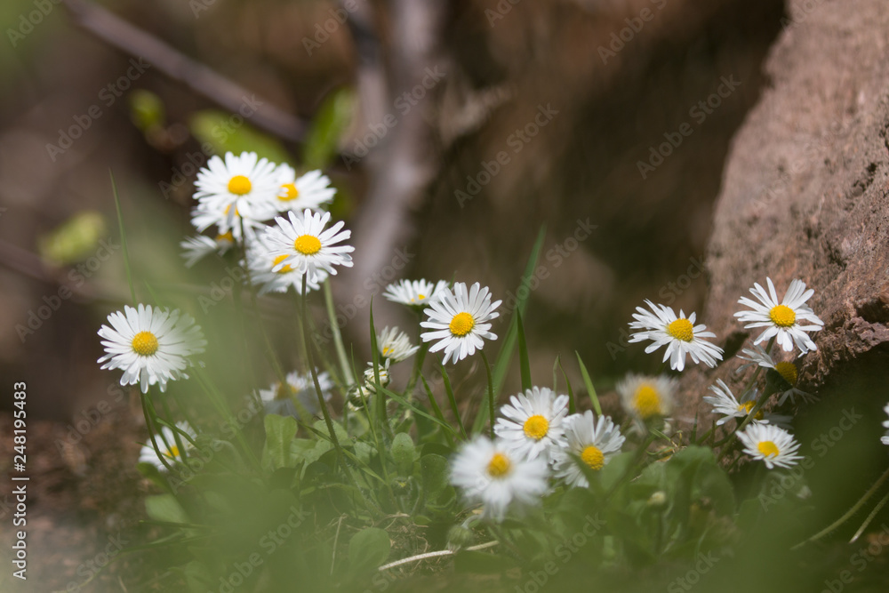 Fototapeta premium daisy