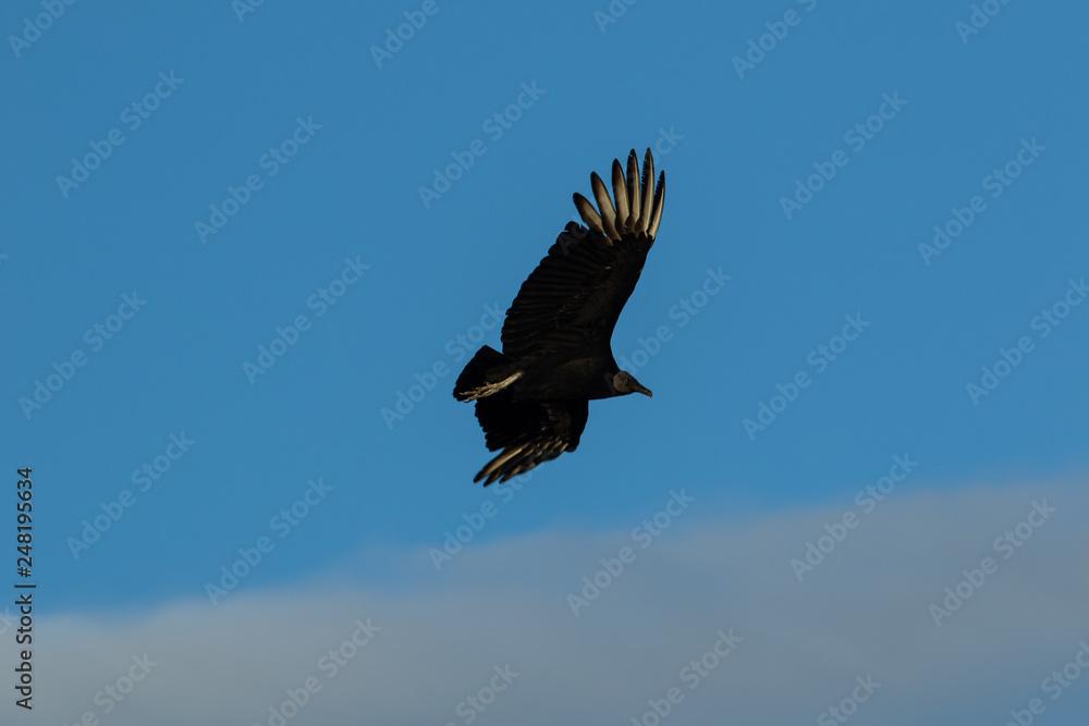 Obraz premium Black buzzard in flight