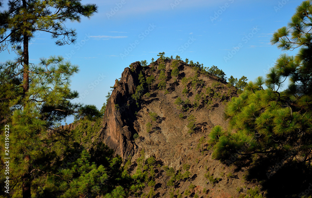 Mountain landscape, pines and blue sky, natural park of Pilancones, Canary Islands