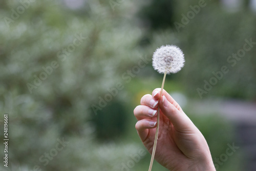 dandelion