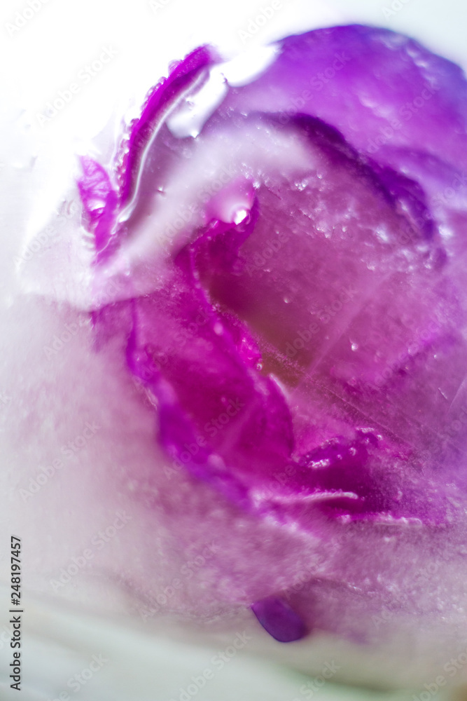 Obraz róża w lodzie, tło zdjęcie makro. koncepcja obrazu