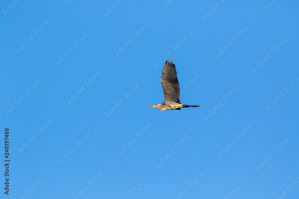 Obraz premium Grey Heron (Ardea cinerea).