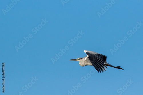 Grey Heron (Ardea cinerea). © fotoparus