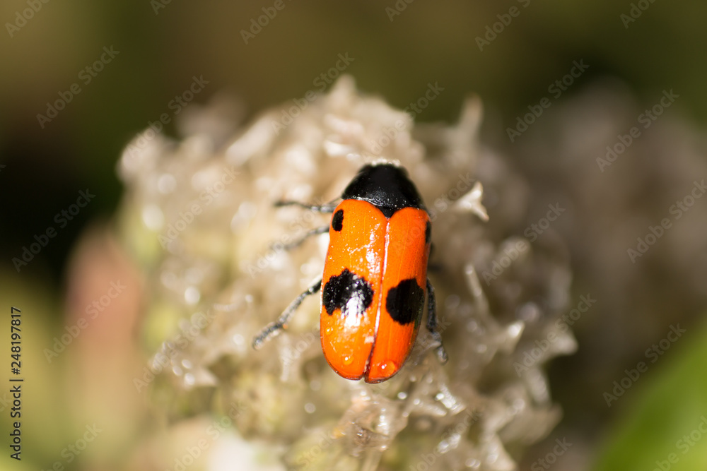 Fototapeta premium bug