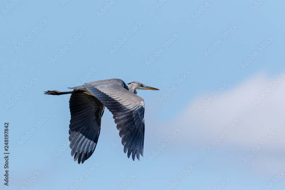 Obraz premium Grey Heron (Ardea cinerea).