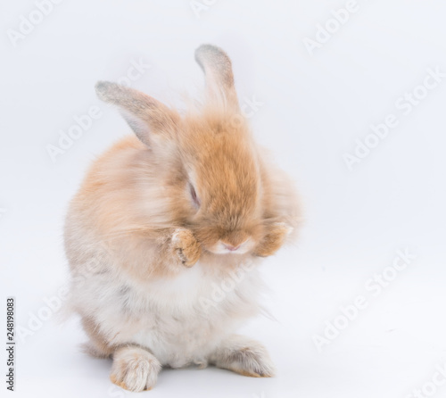 Red bunny rabbit portrait looking front wise on white background, Red bunny isolated for easter concept. © Voy_ager