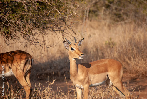 Impala grazing in Mpumalanga Province, South Africa