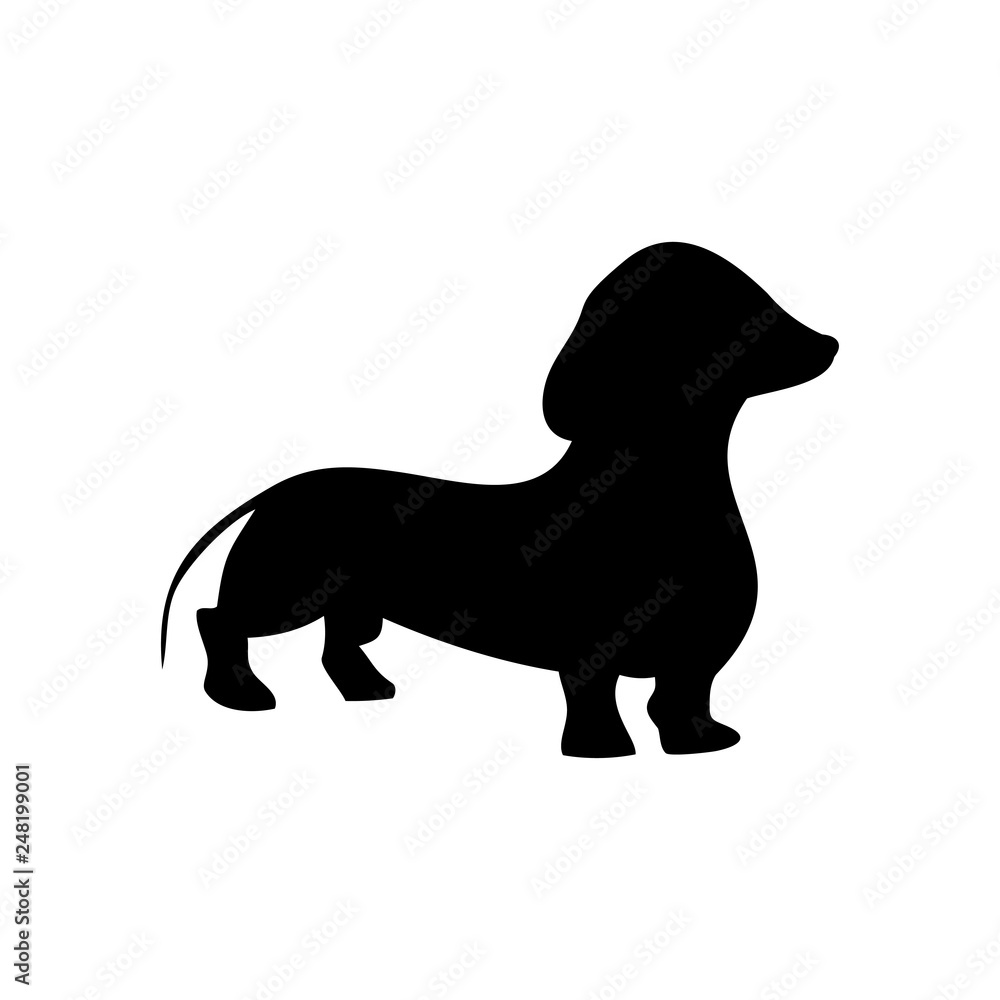 dog Dachshund