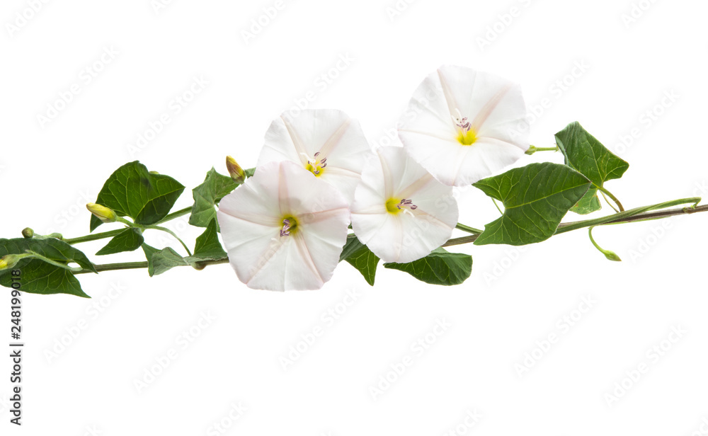bindweed isolated bindweed isolated