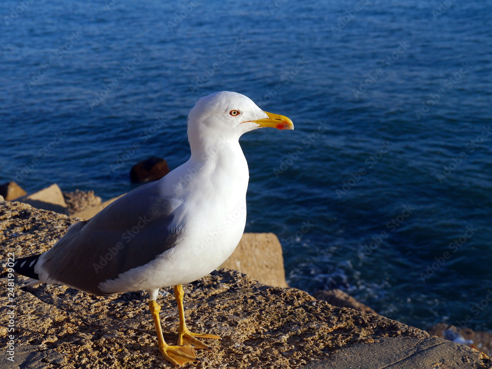 Seagull in the bay of cádiz, andalusia. Spain. Europe Seagull in the bay of cádiz, andalusia. Spain. Europe