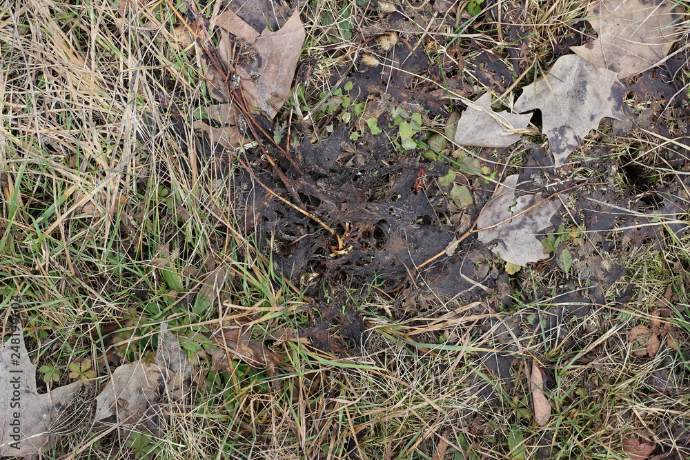 Grass ground earth soil wet leaves winter surface texture Grass ground earth soil wet leaves winter surface texture