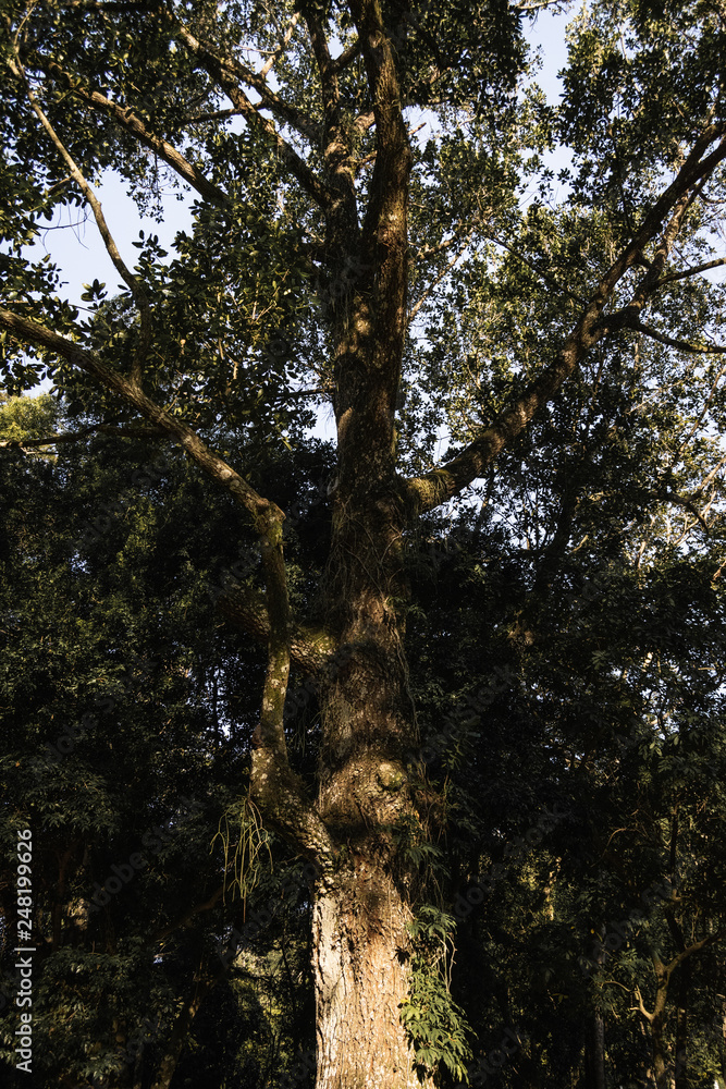 Obraz premium Arvore