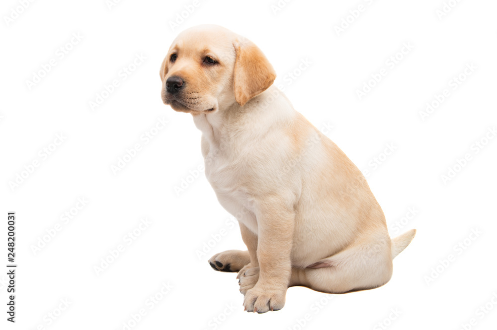 labrador isolated