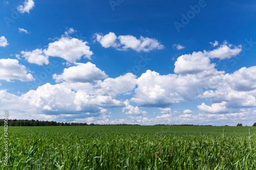 Cloudy blue sky over the field and forest