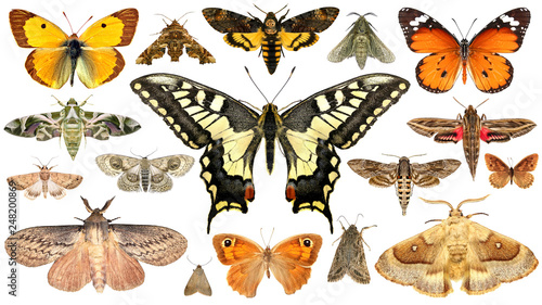 Butterflies and moths. Isolated on a white background