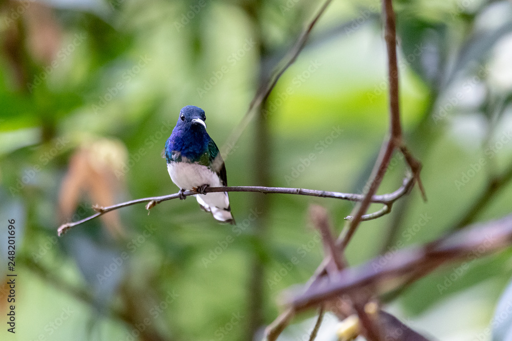 hummingbird