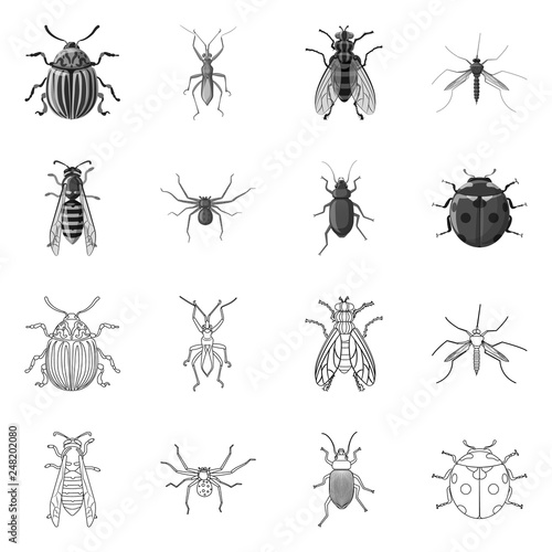 Vector design of insect and fly sign. Set of insect and element vector icon for stock. © Svitlana