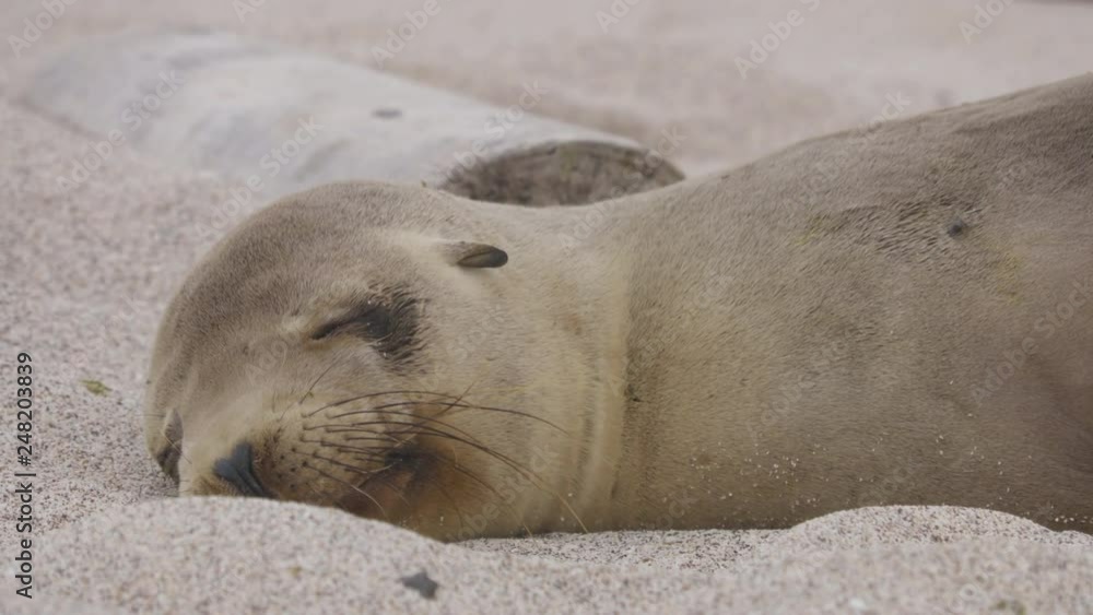 Galapagos Sea Lion in sand lying sleeping on beach as seen on cruise ship adventure travel holidays vacation, Galapagos, Ecuador, South America. Cute adorable animals. Galapagos Sea Lion in sand lying sleeping on beach as seen on cruise ship adventure travel holidays vacation, Galapagos, Ecuador, South America. Cute adorable animals.