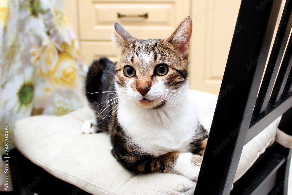 Cat lying on a pillow on a chair in a bright room Cat lying on a pillow on a chair in a bright room