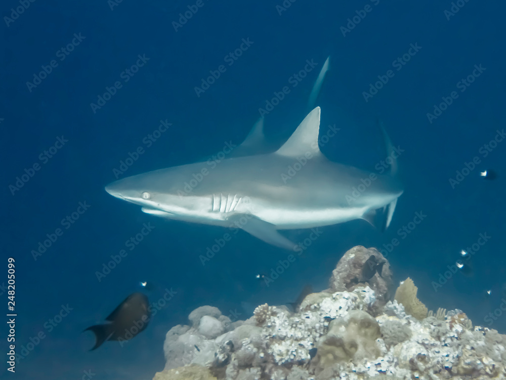 Naklejka premium Gray Reef Shark Close Up Profile in Blue Underwater Image