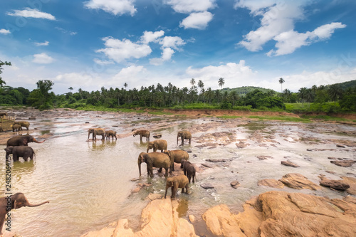 Big Asian elephants. Nature of Sri Lanka
