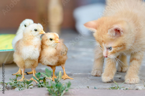 red kitten and charming little chickens