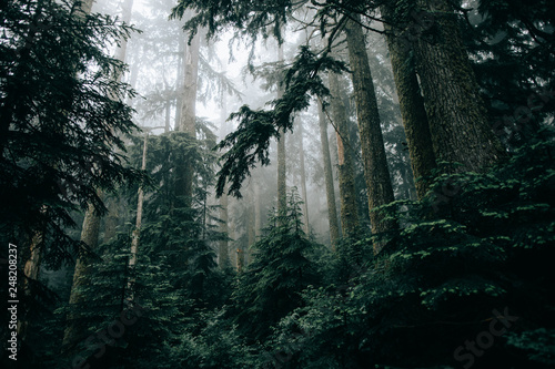 View of forest with fog photo