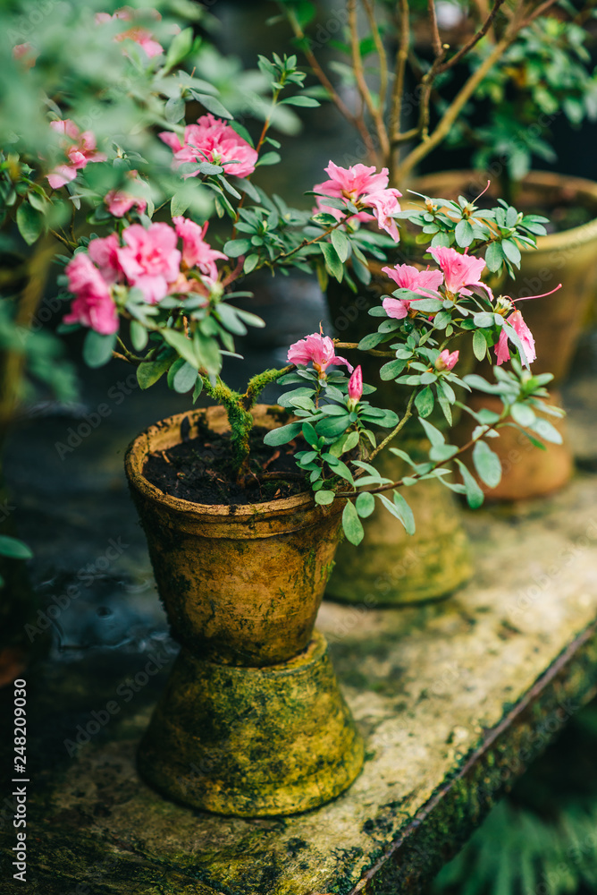 bushes blooming azaleas in old clay pots