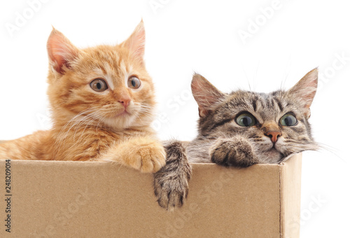 Two small kittens in the box.