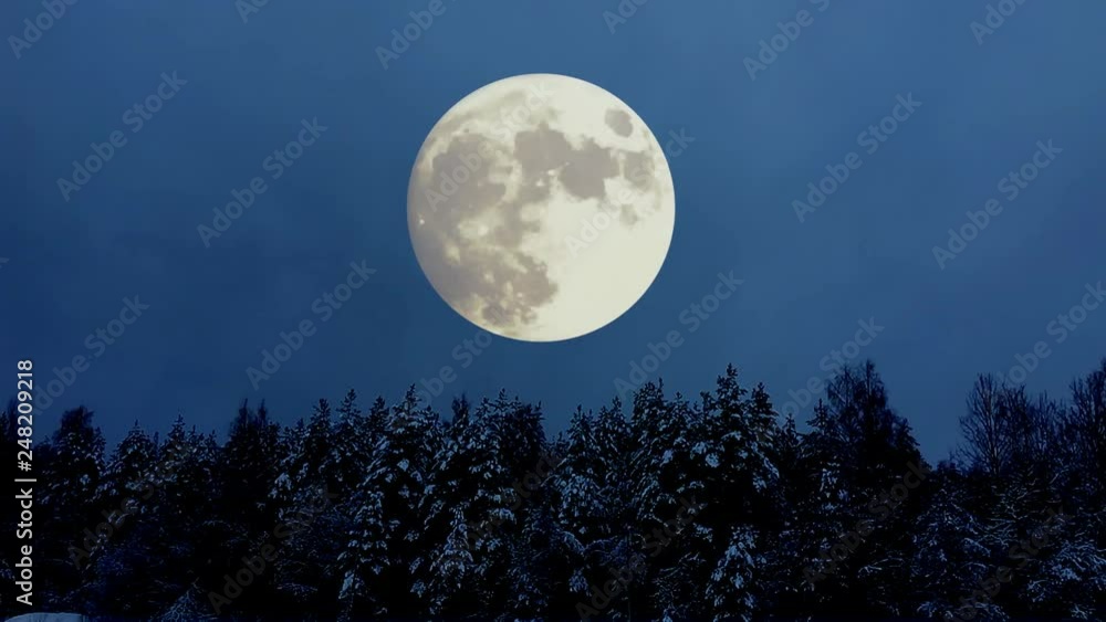 Snowy mystical night. Winter forest in a full moon. Snowy mystical night. Winter forest in a full moon.