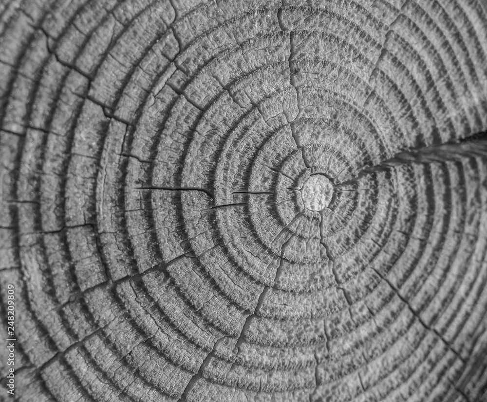 Tree rings saw cut tree trunk