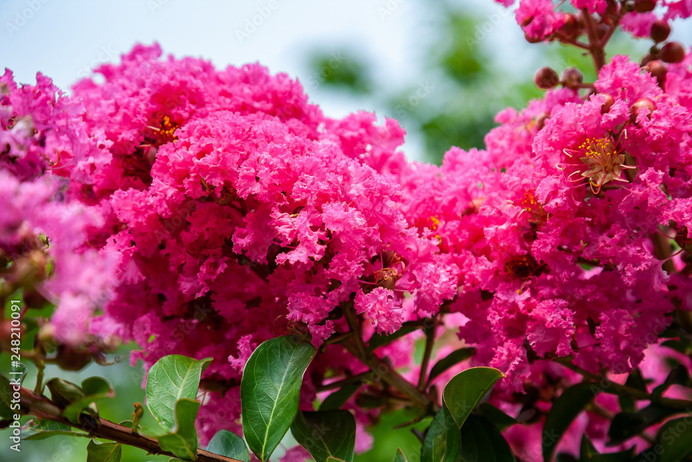 branch of pink bougainvillea flowers branch of pink bougainvillea flowers