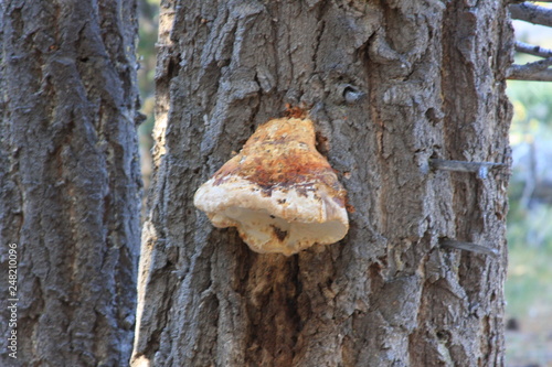 Tree Fungus