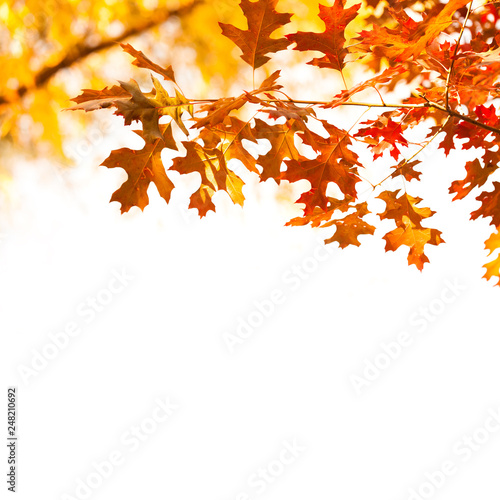 Autumn maple leaves on white background. Beautiful autumn park tree foliage frame. Copy space
