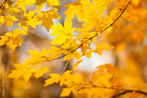Yellow maple leaves background, autumn park sunny day. Beautiful golden fall nature landscape. Selective focus