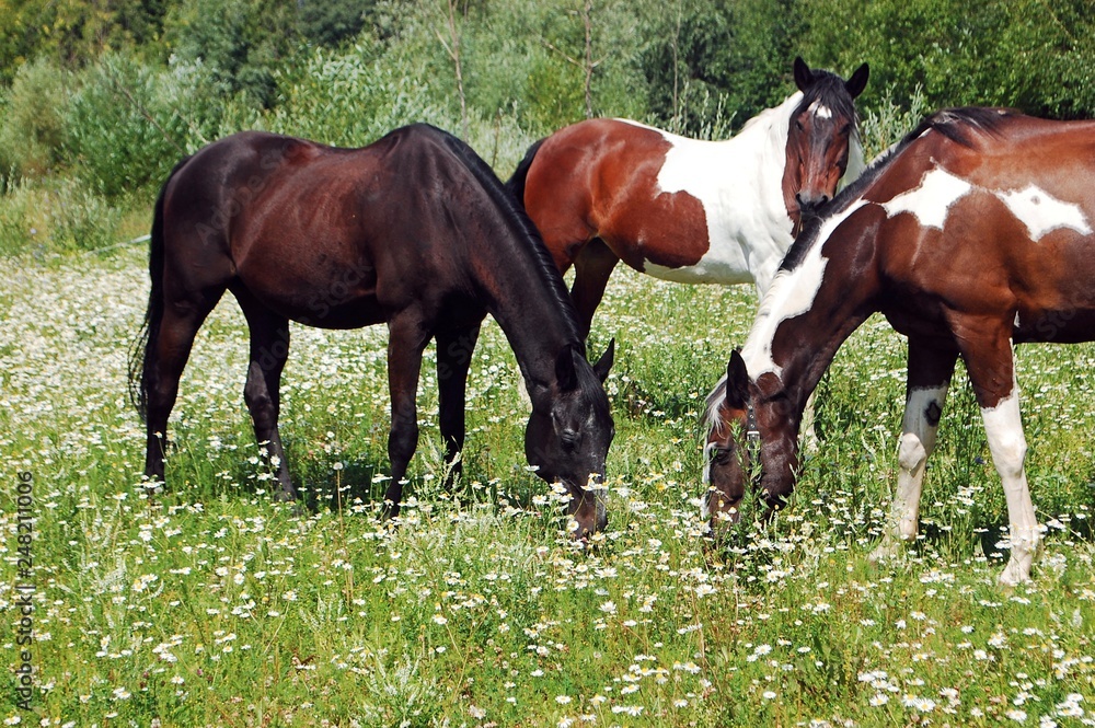 Horses on a flowering pasture