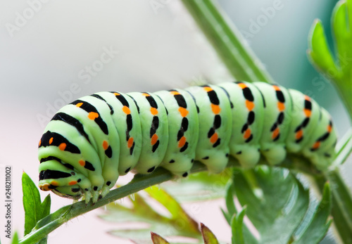 Papilio machaon caterpillar butterfly. Macro view green insect eating carrot leaves.