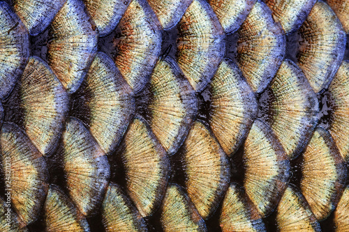 Big wild carp fish pattern textured skin scales macro view. Photo golden scaly textured pattern. Selective focus, shallow depth field.