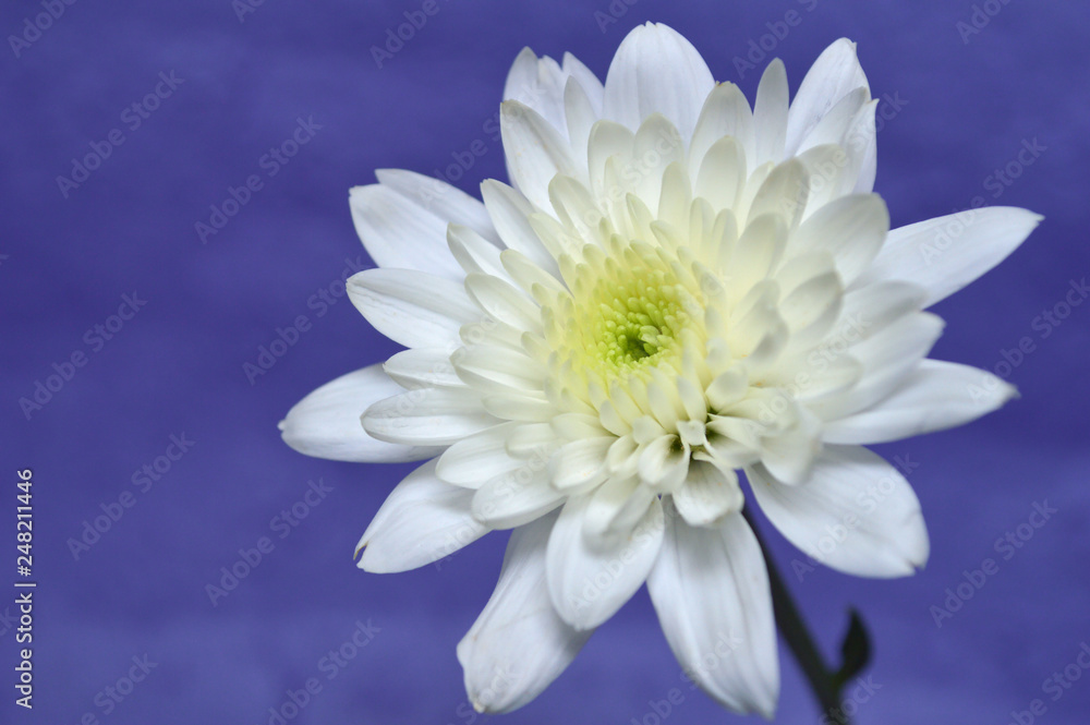 Fototapeta premium White chrysanthemums flower, Chrysanthemum sp., on purple background