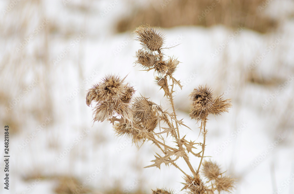 Plant dry thistle on snow background Plant dry thistle on snow background