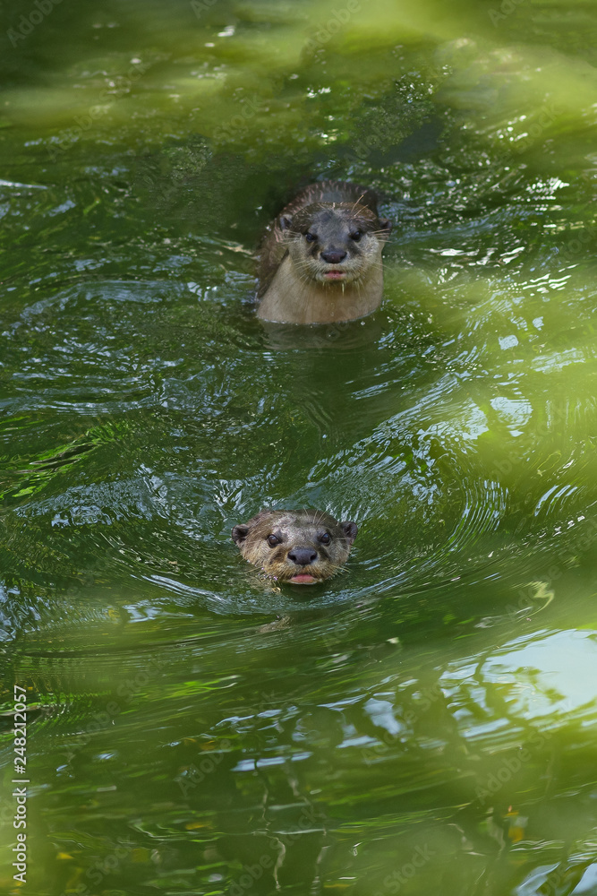 Fototapeta premium The sunny day. Two curious otters swimming in the tropical river