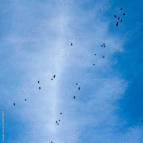 Birds flying in the blue sky