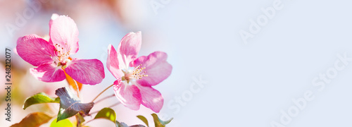 Close-up pink flowers spring background. Soft and tender cherry blossom tree branch, copy space