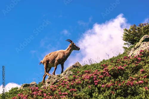 Obraz Kozica na górskim szlaku. Tour de Mont Blanc. Alpy, Szwajcaria, Europa