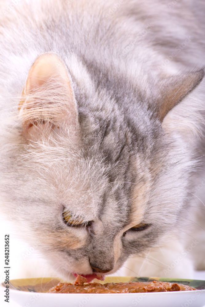 Fototapeta premium Closeup Portrait Cat eating food from bowl, isolated on white