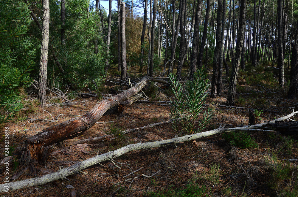 Many fallen trees in the forest Many fallen trees in the forest