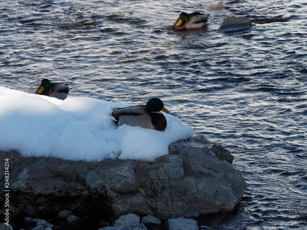 Fototapeta premium Anas platyrhynchos - Canard colvert mâle couché dans la neige au bord d'un rocher